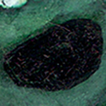 zcm