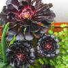 blackflower